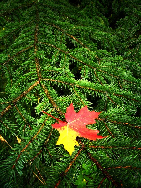 Rode Maple Leaf Rustend Tak Van Groene Naaldboom Herfst — Stockfoto