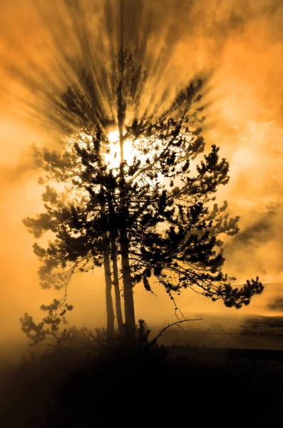 霧の森を通って照る霧木日光太陽梁松を木します — ストック写真