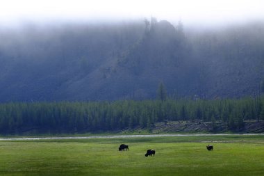 Bulutlar yağmur sırasında bir yağmur fırtınası sırasında bizon bizon Yellowstone Milli Parkı'nda