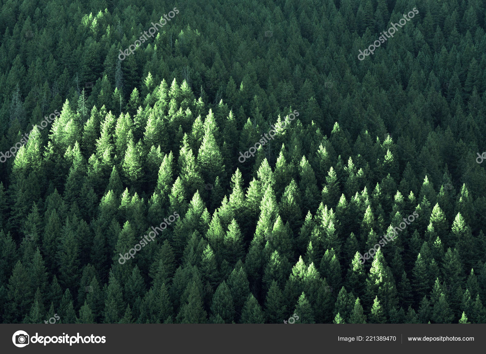 Lush Green Pine Forest in Wilderness Mountains Growth Stock Photo