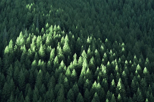 Weelderige Groene Pijnbomen Bos Wildernis Bergen Groei Met Zonlicht — Stockfoto