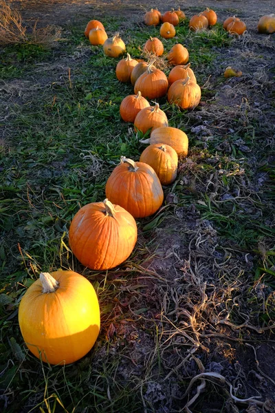 Colheita Laranja Abóboras Campo Culturas Que Cresce Pronto Para Escolher — Fotografia de Stock