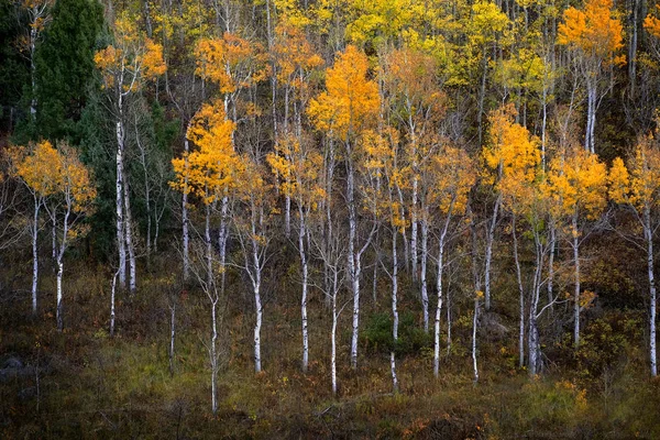 Herfst Aspen Bomen Vallen Kleuren Gouden Bladeren Witte Stam Schors — Stockfoto