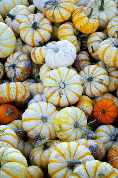 Pumpkins in bin autumn crops harvested for sale orange and white small
