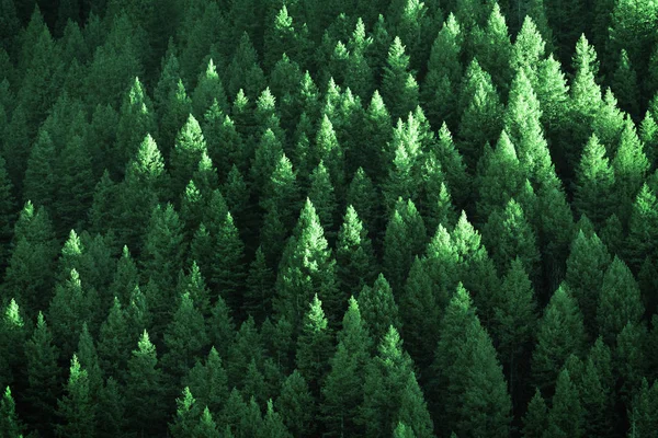 Pinheiros Verdes Exuberantes Floresta Deserto Montanhas Crescimento Com Luz Solar — Fotografia de Stock