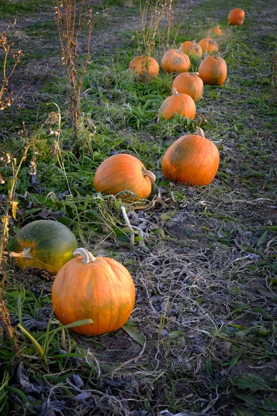 Kürbisse Orangenernte Feldfrüchten Feldbau Bereit Zur Ernte — Stockfoto
