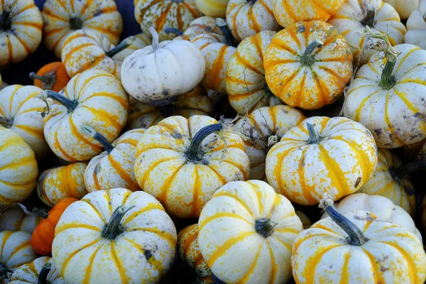 Pumpkins in bin autumn crops harvested for sale orange and white small