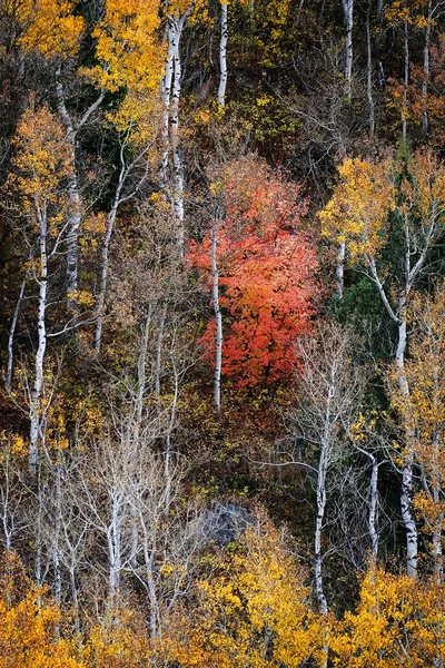 Φθινόπωρο Aspen Δέντρα Πτώση Χρώματα Χρυσά Φύλλα Και Λευκό Κορμό — Φωτογραφία Αρχείου