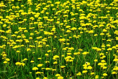 Dandelions karahindiba büyük vield sarı çiçekler bahar bitkiler