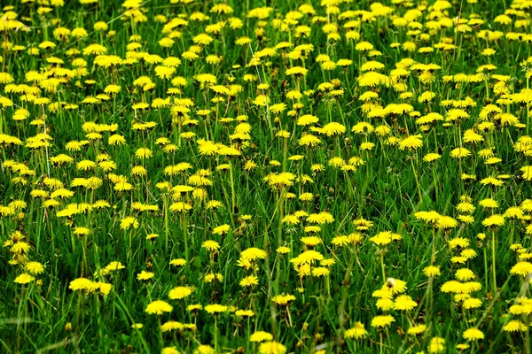巨大的经济效益的蒲公英蒲公英植物黄花春 — 图库照片