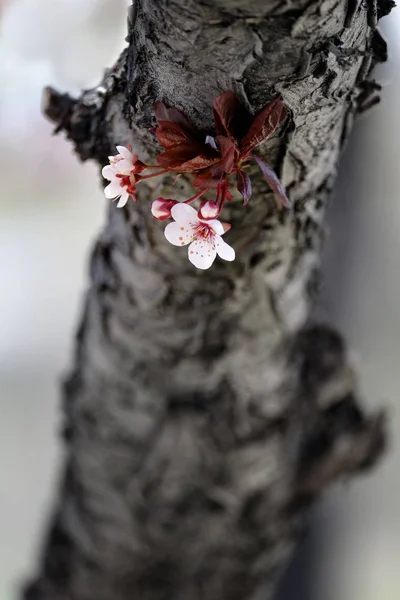 Fleurs Cerisier Sur Arbre Aux Branches Rugueuses Écorce — Photo