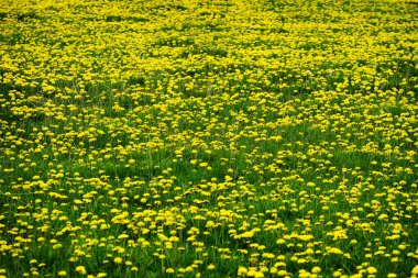 Dandelions karahindiba büyük vield sarı çiçekler bahar bitkiler