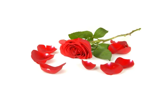 Τριαντάφυλλα Ένα Νυφικές Για Αγάπη Δώρο Γάμου Κόκκινο — Φωτογραφία Αρχείου