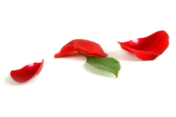 Pétalos Rosa Sobre Fondo Blanco Para Amor Romance — Foto de Stock