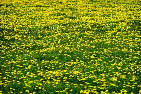 黄色の花春を植物のタンポポ タンポポの広大な生長 — ストック写真