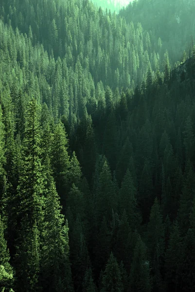 Сосновые Леса Горах Дикой Природе — стоковое фото