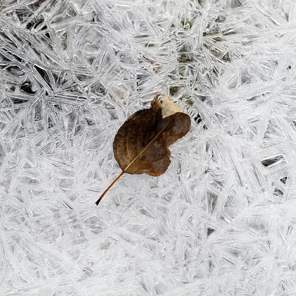 Foglie Congelate Cristalli Ghiaccio Torrente Ruscello — Foto Stock