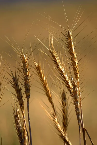 Hlavy Pšenice Nebo Obilí Roste Oblasti Zemědělství Zralý Sklizně — Stock fotografie