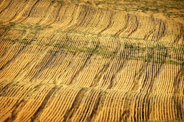 Rangées Sillons Sur Les Champs Labourés Pour Production Agricole Produits — Photo