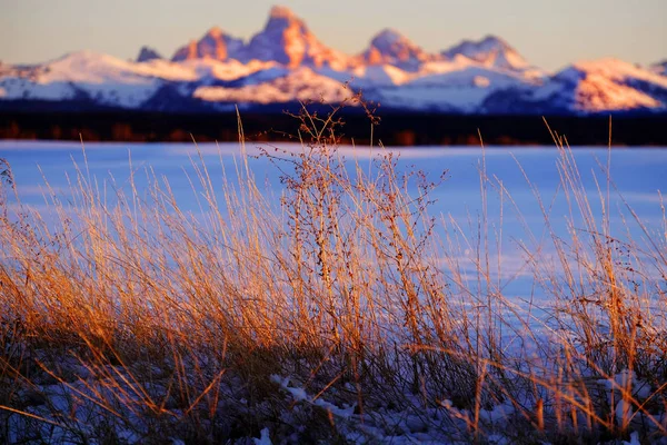 Hierba Silvestre Malezas Con Luz Del Atardecer Tetons Teton Montañas —  Fotos de Stock