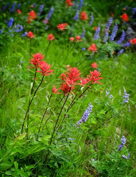 Wildblumen Den Bergen Wildnis Farbe — Stockfoto