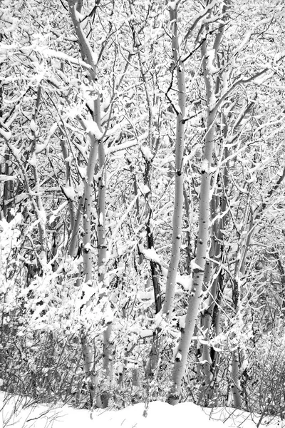 Aspen Δέντρα Χειμώνα Δασικό Τοπίο — Φωτογραφία Αρχείου