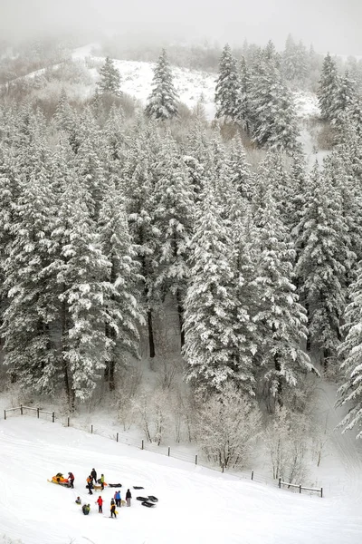 Group sledding in wilderness with snow covered pine trees sleds