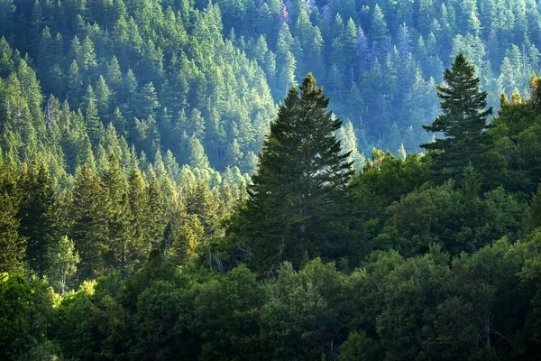 Pine Forest Wilderness Mountains Pine Trees New Growth Green Greenery — Stock Photo, Image