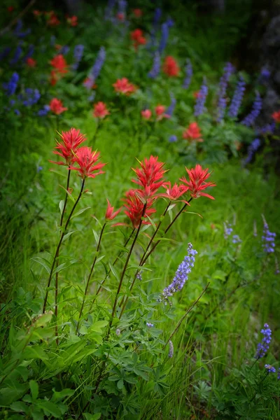 Flores Silvestres Montanhas Cor Selvagem — Fotografia de Stock
