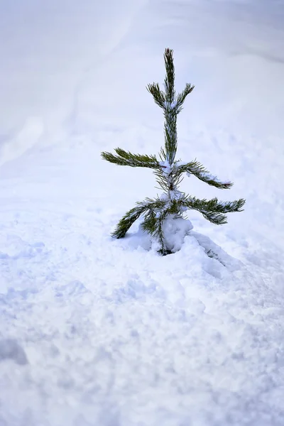 Invierno Pinos Bosque Congelado Nieve Cubierto Pinos Amazina Desierto Frío —  Fotos de Stock