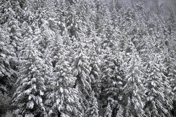 Floresta Pinheiros Inverno Coberto Natureza Selvagem Neve Fresca — Fotografia de Stock