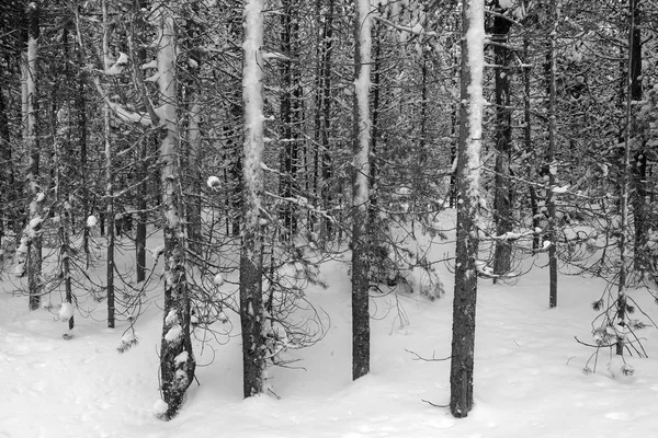 Winter Kiefern Gefroren Wald Schneebedeckte Kiefern Erstaunen Wildnis Kälte — Stockfoto