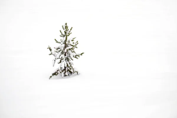 Χειμώνας Πεύκα Κατεψυγμένα Δάσος Χιόνι Καλύπτονται Πεύκα Amazine Έρημο Κρύο — Φωτογραφία Αρχείου