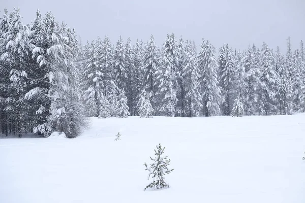 Winter Pijnbomen Bevroren Bos Sneeuw Bedekt Dennen Amazine Wildernis Koud — Stockfoto