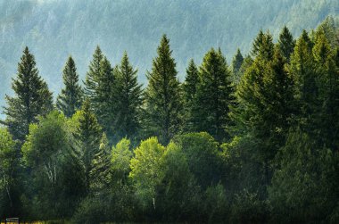 Düşen Damlalarla ve gür ağaçlarla Orman Yağmuru Fırtınası