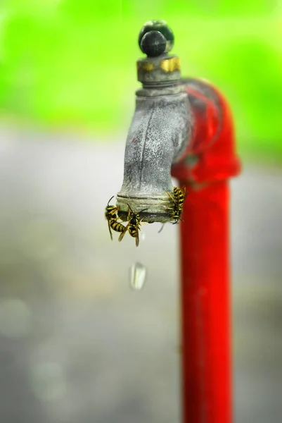 蜂やスズメバチ水が滴る水蛇口に濡れている昆虫を飲む — ストック写真