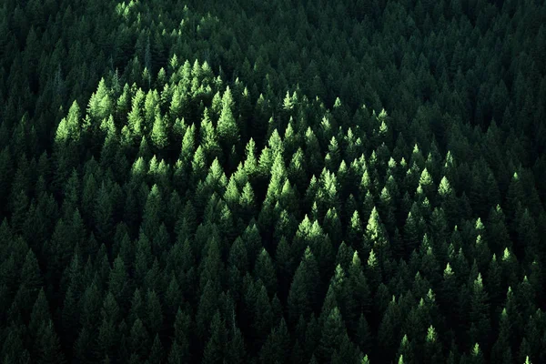 Saftig Grüne Kiefern Wald Wildnis Berge Wachstum Mit Sonnenlicht — Stockfoto