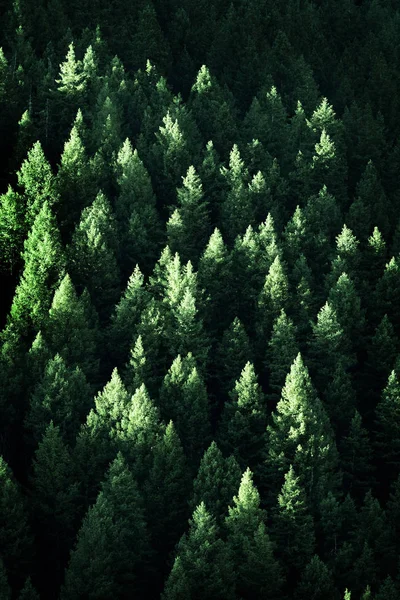 Rigogliosi Pini Verdi Foresta Deserto Montagne Crescita Con Luce Del Immagine Stock