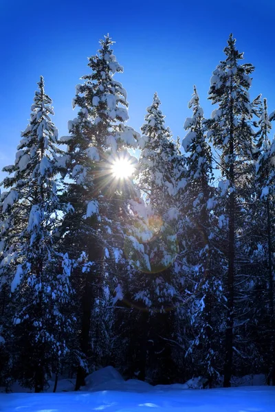 白雪の森の冬の風景は 春と青空と松の木 — ストック写真
