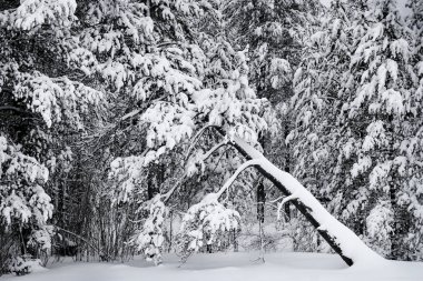 Çam ağaçları kış çam ağaçları donmuş orman kar kaplı