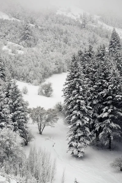 Borovice lesní stromy zima v divočině čerstvý sníh — Stock fotografie