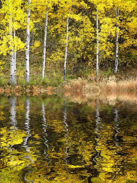 Árboles de Aspen de Otoño Colores de Otoño Hojas Doradas y Tronco Blanco — Foto de Stock