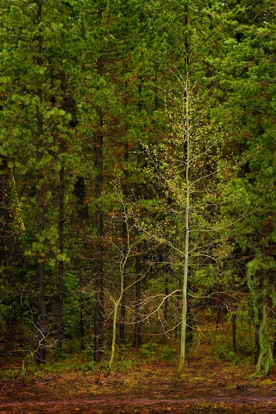 Floresta de árvores na selva Crescimento verde exuberante — Fotografia de Stock