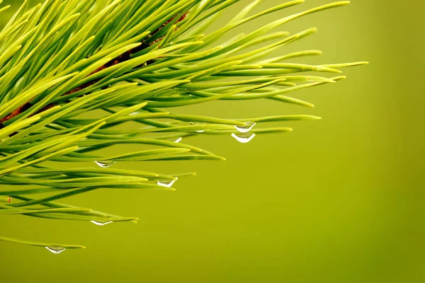 Pine Tree Needles in Rainstorm with Water Drops — Stock Photo, Image