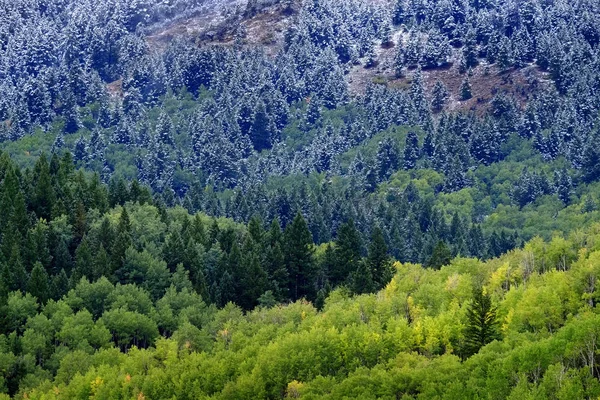 Forêt d'arbres pendant l'automne et l'hiver — Photo