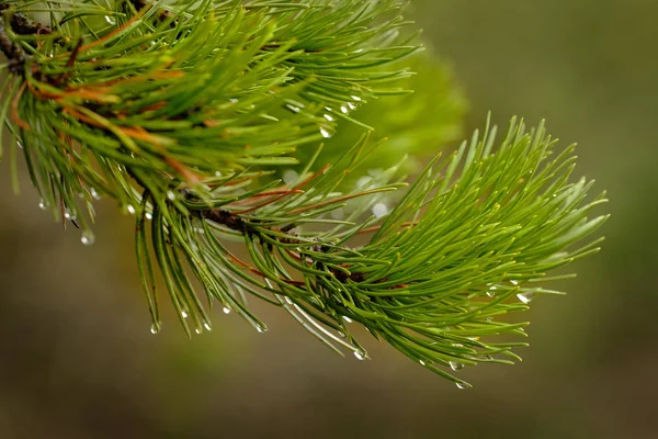 Agulhas de pinheiro na tempestade de chuva com gotas de água — Fotografia de Stock