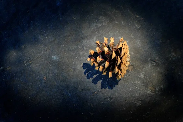 Pine Cone Pinecone in Sunlight Seeds for Growth and Coniferous F — Stock Photo, Image