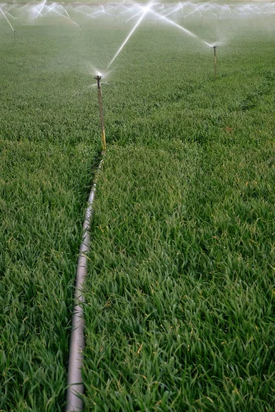 Sprinkler irrigatiesysteem sproeien water op veld — Stockfoto