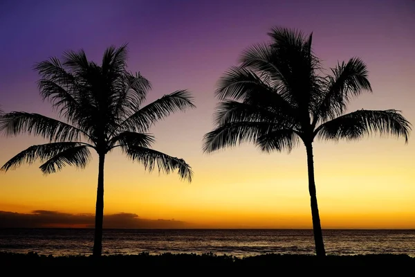 Tropical Palm Trees Silhouette Sunset or Sunrise Stock Picture