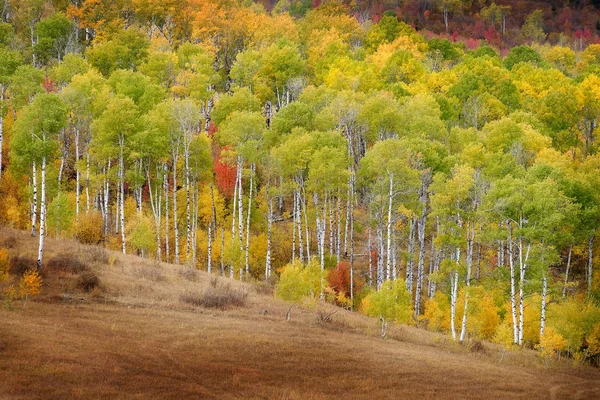 Outono Árvores Aspen Queda Cores Folhas douradas e mapa tronco branco — Fotografia de Stock